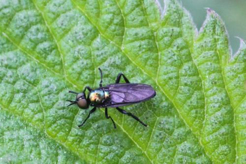 Actina chalybea